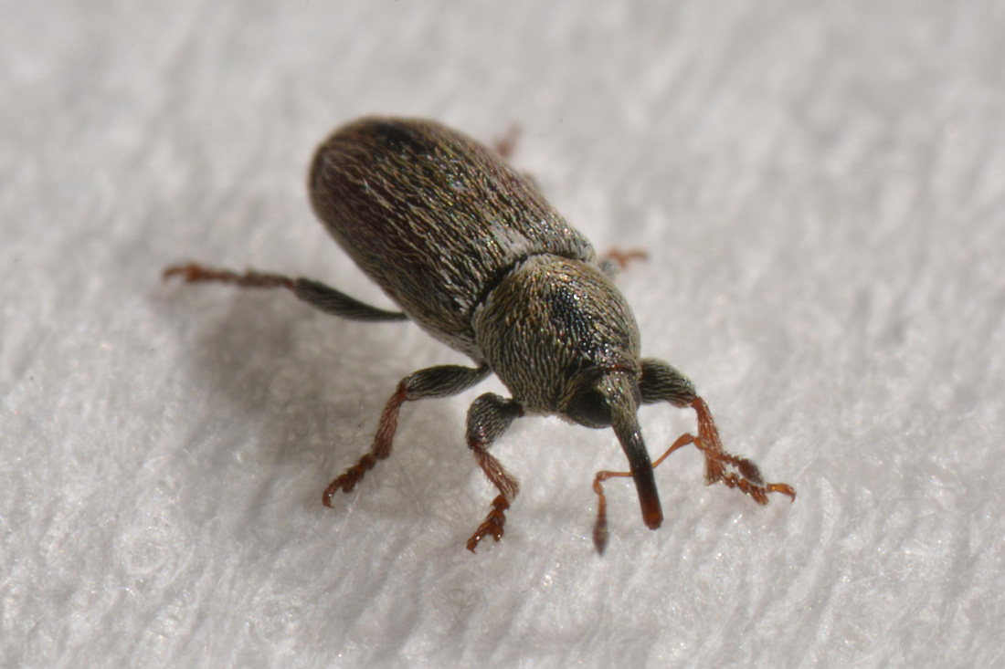 Curculionidae: Tychius cuprifer?   S !